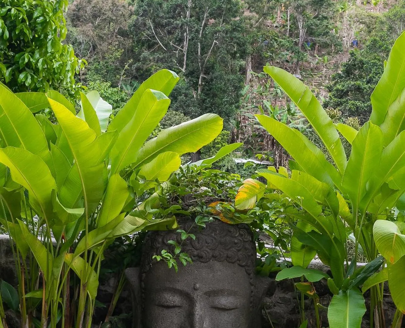 Serendipity Holistic Resort Spa Kingston 4*,  Jamaica